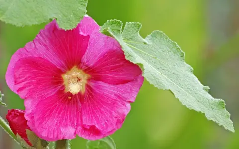 Eine leuchtend pinke Stockrose blüht, umgeben von grünen Blättern. Der ideale stockrosen standort ist sonnig und geschützt.
