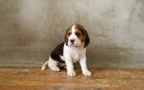 Jak wytresować beagle, aby uniknąć problemów w przyszłości