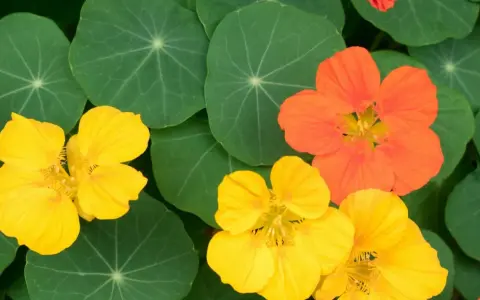 Capucines jaunes et orange sur fond de feuilles vertes.