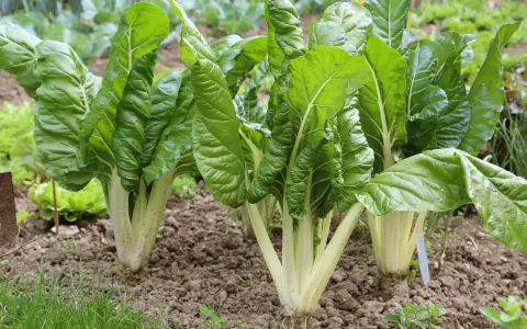 Frisch im Beet: Üppige **mangold pflanzen** mit großen, grünen Blättern und hellen Stielen wachsen im Garten.