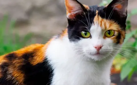 Gatto tricolore, un vero calico, con occhi verdi penetranti. Il suo manto è un mix di bianco, nero e arancione, un vero significato di bellezza felina.