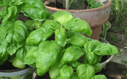 A lush basil plant with vibrant green leaves, ready to add flavor to any dish.