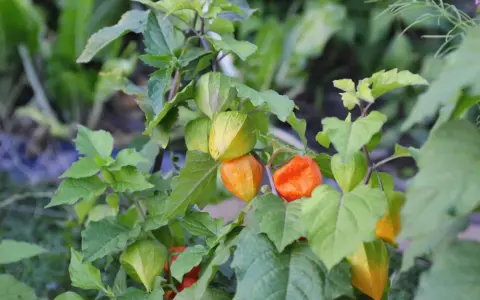 Reife Physalis-Früchte in leuchtendem Orange und Gelb hängen an einem Strauch. Diese kleinen, gesunden Früchte sind ein Genuss.