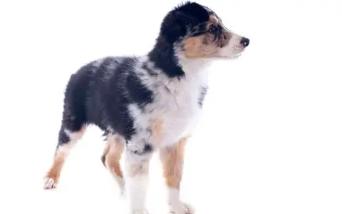 Kiedy szczeniak border collie zmienia sierść i jak to ułatwić