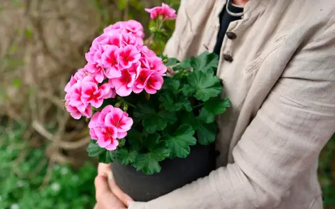 En person håller en kruka med rosa pelargoner. Kanske är det en av de vackraste i årets pelargon lista.