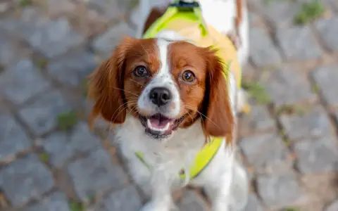 Spaniel włosy czy sierść - poznaj kluczowe różnice w pielęgnacji
