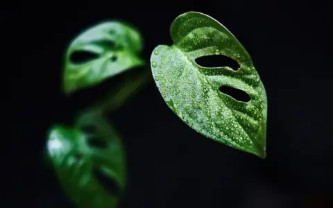 Kiedy monstera płacze, jej liście pokryte kroplami wody wyglądają jak łzy.