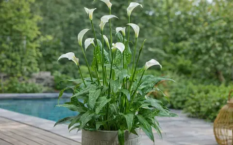 Un magnifique arum blanc, avec ses feuilles vertes tachetées, trône dans un pot en béton. Il semble prêt à décorer une maison, apportant une touche de fraîcheur.