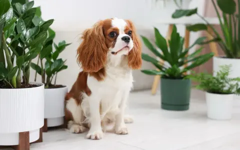 Uroczy piesek Cavalier King Charles Spaniel siedzi wśród roślin doniczkowych. Czy fikus jest trujący dla psa? Warto to sprawdzić, zanim piesek zacznie się bawić.