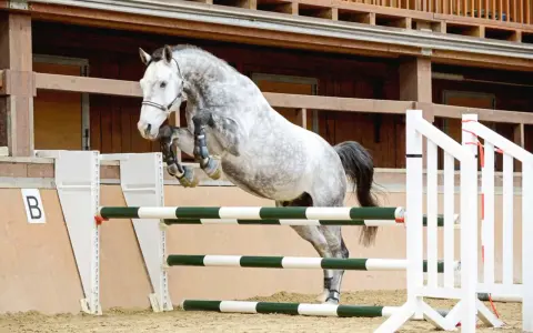 Graues Pferd springt über Hindernisse im Freispringen Aufbau.