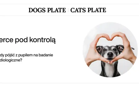 Pies z sercem uformowanym dłońmi. Kiedy pies ma serce pod kontrolą i potrzebuje badania kardiologicznego?
