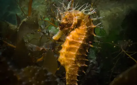 Un cavalluccio marino specie, con la sua corona di spine, si mimetizza tra le alghe scure.