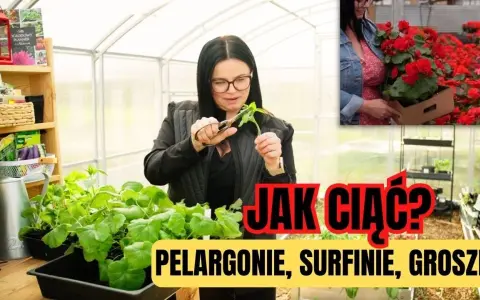 Jak przycinać pelargonie? Kiedy, jak i dlaczego dla morza kwiatów!