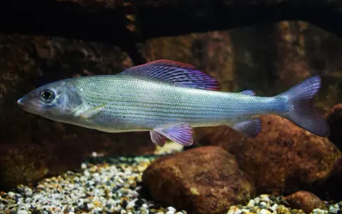 Jak śpią rybki w akwarium? Odróżnij sen od choroby! Poradnik