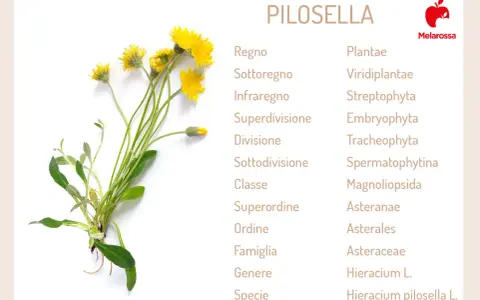 Pilosella: un fiore giallo con dettagli sulla sua classificazione botanica. Scopri a cosa serve questa pianta.
