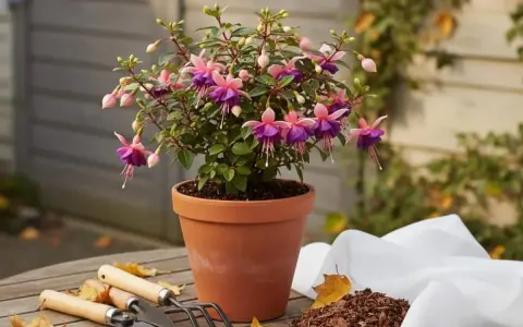 Un fuchsia aux fleurs roses et violettes, en pot sur une table en bois. Peut-on garder un fuchsia à l'intérieur ? Oui, avec soin.