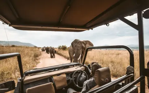 Niesamowite safari w Afryce! Słoń idzie prosto w stronę samochodu, a za nim cała rodzina. Niezapomniane przeżycie.