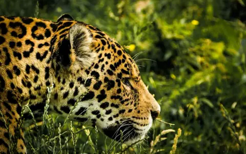 Piękny jaguar w swoim naturalnym środowisku, wśród bujnej zieleni Pantanalu. Jego cętkowana sierść idealnie wtapia się w otoczenie.