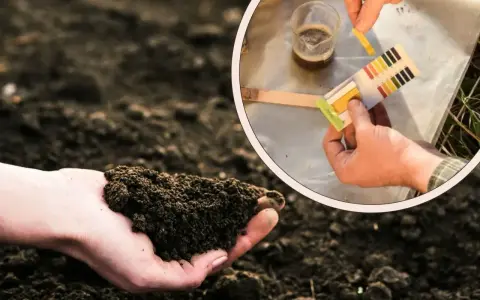 Jak zrobić płynny nawóz z obornika granulowanego? Testowanie pH gleby i przygotowanie naturalnego nawozu.