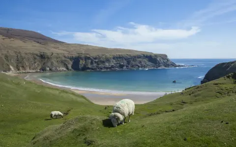 Får betar på en grön kulle med utsikt över en turkos vik och klippor. Kanske en dröm om att flytta till Irland?
