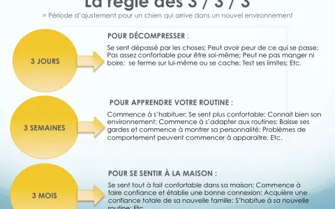 La règle des 3/3/3 : période d'ajustement pour un chien. 3 jours pour décompresser, 3 semaines pour apprendre la routine, 3 mois pour se sentir à la maison.