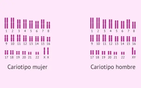Cariotipo humano real: cromosomas femeninos (XX) y masculinos (XY) organizados por pares.