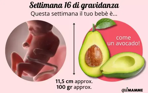 Il tuo bebè ha 16 settimane, circa 4 mesi di gravidanza, e misura come un avocado.