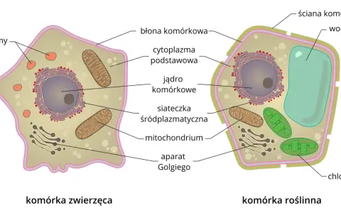 Czym różni się komórka roślinna od zwierzęcej? Kluczowe różnice i znaczenie