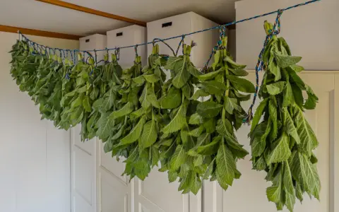 Bündel von grüner Minze trocknen an einer Schnur. Die Blätter sind frisch und voller Aroma.
