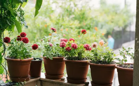 Vackra rosor i krukor på en balkong. En person plantera ros och njuter av blommorna.