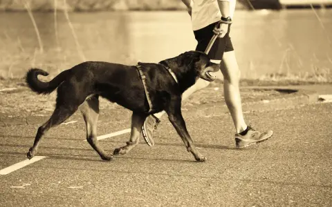 Un homme et son chien courent ensemble sur un chemin. Le chien, noir et portant un harnais, trotte joyeusement à côté de son maître.