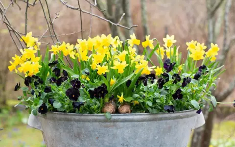 En zinkbalja fylld med gula påskliljor och mörklila penséer. En vacker vårplantering att plantera påskliljor i kruka ute.