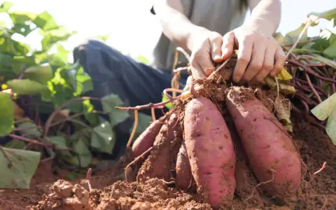 Mains déterrantes des patates douces fraîchement récoltées. Le sol brun est meuble autour des tubercules violets.