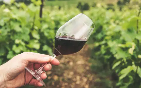 Dłoń trzyma kieliszek czerwonego wina na tle winnicy. Czy wino jest zdrowe? To pytanie zadaje sobie wielu miłośników tego trunku.