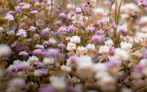 Un campo di fiori di trifoglio rosa e bianco. I fiori di Bach a cosa servono? A ritrovare l'equilibrio interiore, come questi fiori donano serenità.