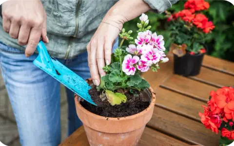 Czy pelargonie można sadzić do gruntu? Oto, co musisz wiedzieć