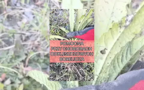 Na boreliozę jaki lek - skuteczne terapie i ich bezpieczeństwo