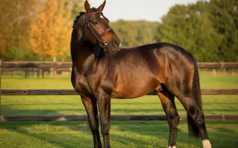 Magnifique etalon cheval bai, crinière tressée, dans un pré verdoyant, au soleil couchant.