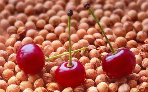 Pestki w wiśniówce: Ryzyko czy smak? Zrób bezpieczną nalewkę!