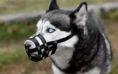 Siberian Husky z niebieskimi oczami w skórzanym kagańcu. Czy kaganiec jest obowiązkowy dla tego pięknego psa?