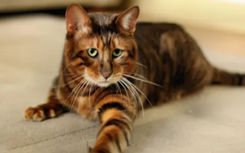 Piękny kot toyger o pręgowanym futrze leży na jasnym dywanie. Zastanawiasz się nad kot toyger cena?