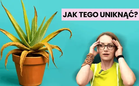 Jak sadzić aloes w doniczce, aby uniknąć najczęstszych błędów