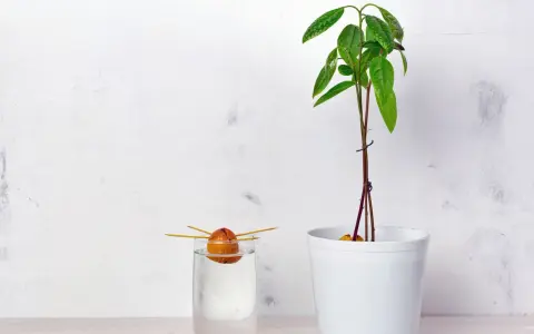 Ein Avocadokern keimt in Wasser, während eine junge Pflanze daneben im Topf wächst. So beginnt das Abenteuer, einen Avocadokern einzupflanzen.