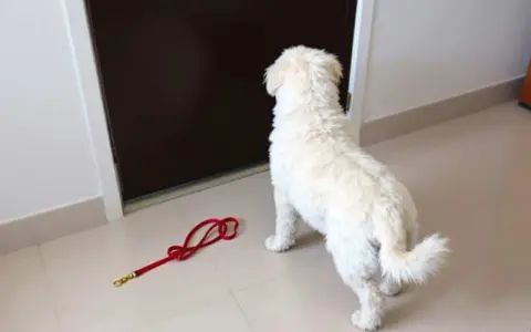 Mon chien ne veut plus rentrer dans la maison. Il regarde la porte, sa laisse rouge abandonnée sur le sol.