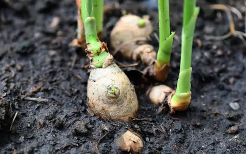 Frische Triebe sprießen aus den Rhizomen. Das ist der Beginn, ingwer pflanzen erfolgreich anzubauen.