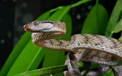 Zanzibar węże: gad wijący się na zielonych liściach, z charakterystycznym wzorem na łuskach i bystrym okiem.