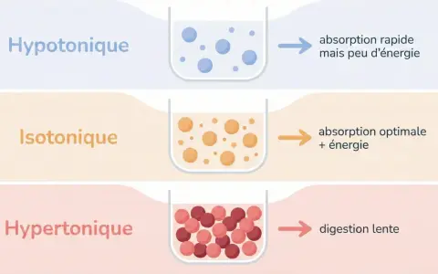 Comparaison des boissons : hypotonique (rapide, peu d'énergie), isotonique (optimale, énergie) et hypertonique (digestion lente). Attention à la boisson isotonique mal choisie.