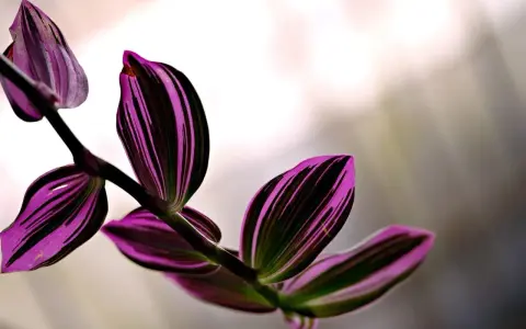 Hojas de tradescantia zebrina con vibrantes rayas púrpuras y verdes, con un tallo oscuro y un fondo desenfocado.