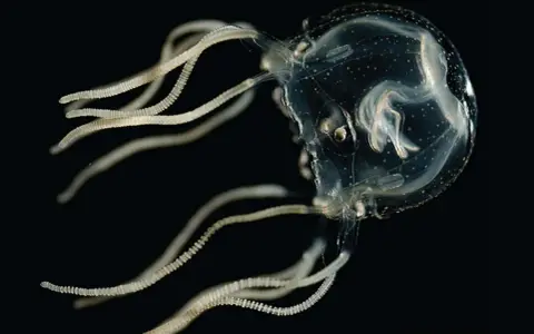 Una cubomedusa trasparente con tentacoli segmentati fluttua nell'oscurità. Dove si trova?