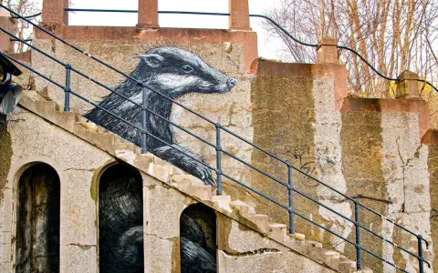 Enkel graffiti av en grävling som tittar fram ur en trappa. Konstverket är detaljerat och ger liv åt den annars slitna betongväggen.